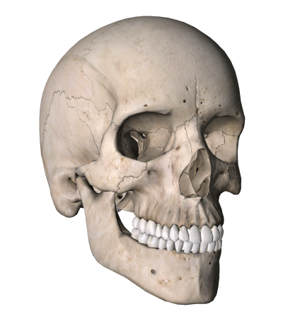 エイリアン・グレイの頭蓋骨 宇宙人のスカル標本骨格SF置物飾り地球外